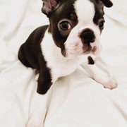 Titus - Réf 129100217 - Boston Terrier - 2016 - M - Obéissance: Base - Rem : chiot - curieux et joueur