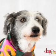 Smoucy - Réf 260708 - X griffon -M - Photos uniquement