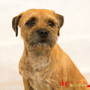 Hatchoum - Réf 100808 - Border Terrier - M - Tournage & photos - Rem : Très à l'écoute - Agility - Joueur - Tourne - etc 