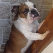 Las Vegas - Réf 137170217 - Bulldog UK - M - 2015 - Rem : Expo - 