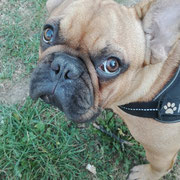 Hyron - Réf 65181116 - Bouledogue français - M - 01/2016 - Obéissance avancée - Tricks - 