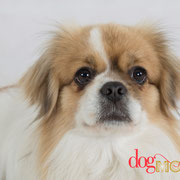 Eugène - Réf 140601 - Epagneul tibétain - M - Tournage et Photos - Rem : Obéissance - sur 2 pattes 