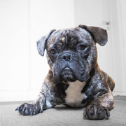 Burger - Réf 140815/16 - M - Bouledogue français - Tournages & Photos - Rem : obéissance : +++ - Donne la patte, saute. 