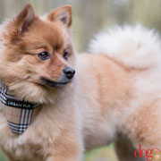 Maxou - Réf 060410/16 - M - Spitz - Tournages & Photos - Rem : Obéissance : +++