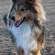 Maybi - Réf 48241016 - Berger des Shetland - F - 01/2016 - Obéissance avancée - Rem : agility + tricks
