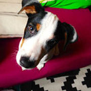 Yaka - Ref 16170316 - M - Jack Russell - 12/2014 - Obéissance de base - Rem : jovial, sauter très haut, mince et musclé