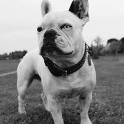 Hermes - Réf 261020817 - M - Bouledogue français - 2012 - Obéissance: Base - Rem : yeux vairons - Canicross 