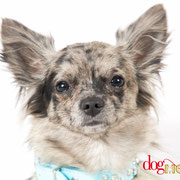 Ily - Réf 200706 - Chihuahua - F - Tournage & Photos - 