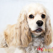 Mezzo - Réf 070618 - Cocker américain - M - Tournage & Photos - Rem : Obéissance - Donne la patte