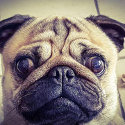 Yoki - Réf 149080317 - Carlin - M - 2014 - Obéissance de base - 