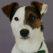 Lasco - Réf 264020817 - M - 2016 - Obéissance avancée -  Rem : Tricks