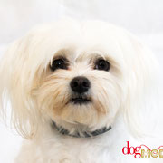 Nina - Réf 280909 - Bichon - F - Tournages & Photos - Rem : Donne la patte - Fait la belle 