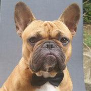 Gaston - Réf 76251116 - Bouledogue Français - M - 06/2016 - Obéissanc avancée - Tricks