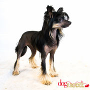 Iwa - Réf 280920 - Chien nu chinois - F - Tournage & Photos - Rem : Demande et tourne 