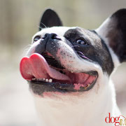 Titan - Réf 070410 - M - Bouledogue Fr - Tournages & photos - Rem : Obéissance : +