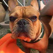 Jude - Réf 33031016 -  Bouledogue français - Mâle - 12/2014 - Obéissance de base - Rem : très gentil