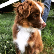 Mowgli - Réf 214080617 - M - Berger Australien nain - 2017 - Rem : chiot - Cours d'éducation 