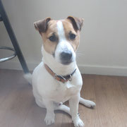 Jackson - Réf 155090317 - Jack Russell - M - 2014 - Obéissance : Base - Rem : football