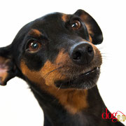 Stami - Réf 200920 - Pinscher nain - Tournage uniquement - Rem : Obéissance 