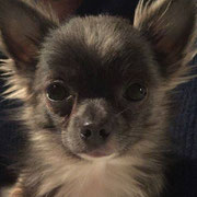 Apache - Ref 203050517 - M - Chihuahua - 2015 - Obéissance de base - 