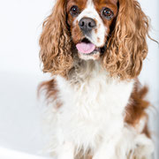 Léo - Réf 270602-15 - M - Tournage & Photos 