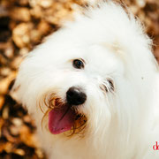 Scotty - Réf 100410/16 - Coton de Tuléar - M - Tournages & Photos - Rem : Expo