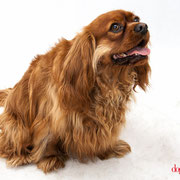 Alasor - Réf 240520 - Cavalier King Charles - M - Tournage & photos - Rem : Dog Dance +++ -  Ecoute +++