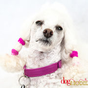 Diva - Réf 070506 - Caniche - F - Tournage & Photos - Rem : Dogdance +++