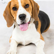 Jimmy - Réf 200704 - Beagle - M - Tournage : Rem : Base en obéissance - 