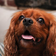 Hendrix - Réf 243100717 - Cavalier King Charles - M - 2012 - Tournage & Photos - Rem : tricks 