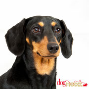 Snooki - Réf 070603 - Teckel - F - Photos uniquement