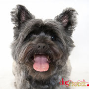 James - Réf 070612 - Cairn Terrier - M - Tournage & Photos - Rem : Obéissance - Roule 