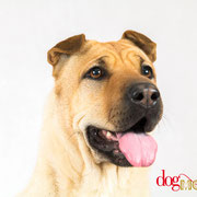 Canelle - Réf 200702 - X Sharpei - F - Photos 