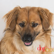 Klara - Réf 140610 - X Teckel/Epagneul - F - Tournage uniquement - Rem : Obéissance - Donne une patte puis l'autre