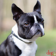 Boster - Réf 080410 - M - Boston Terrier - Tournages & Photos - Rem : Obéissance - Tricks