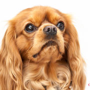 Happy - Réf 240528 - Cavalier King Charles - M - Tournage & Photos - Rem : Dogdance +++ - Comprends le danois