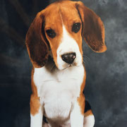 Marvel - Réf 266020817 - M - Beagle - Obéissance: base - Rem : Canicross