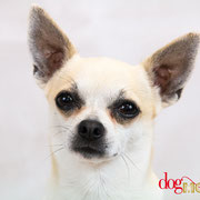 Shy - Réf 100813 - Chihuahua - M - Photos uniquement - Rem : Donne la patte - Aboie sur commande - Pardon 