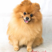 Dusty - Réf 300823 - Spitz Allemand - M - Tournage & Photos - Rem : Expo