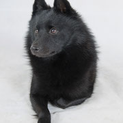 Krec - Réf 140611 - Schipperke - M - Tournage & photos 