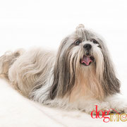 Icare - Réf 270910 - Shih Tzu - M - Tournage & Photos - Rem : Obéissance 