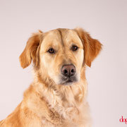 Nala 44250425