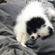 Mao - Réf196200417 - M - Spitz nain - Obéissance: Base - Rem : Tricks - Apprends vite