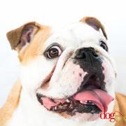 Maya - Réf 200924 - Bouledogue anglais - F - Tournage & Photos 