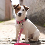 Iqbal - Réf 236160617 - M - Jack Russel - 2013 - Obéissance avancée - Rem : Obédiance - Concours d'obéissance 