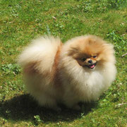 Beliss - Réf 216080617 - F - Spitz allemand - 2016 - Obéissance: Base - Rem : Expo