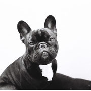 Ziggy - Réf 170200317 - M - Bouledogue français - 2015 - Obéissance de base - 