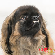 Picasso - Réf 270932 - Pékinois - M - Tournages & Photos - 