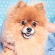 Teddy - Réf 95191216 - Spitz - M - 06/2011  - Photogénique 