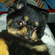 Guismo - Réf 87051216 - Loulou - M - 05/2014 - Obéissance de base - Rem : expo - voile, vélib, moto .